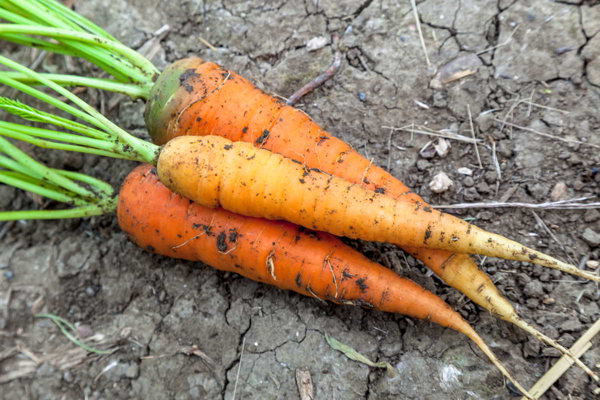 Cultivo ecológico: zanahorias