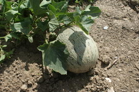 Cultivo ecológico de melón