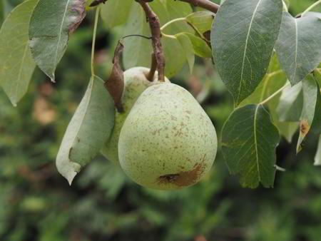 Cultivo ecológico de peras