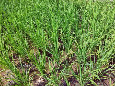 Cultivo ecológico: arroz