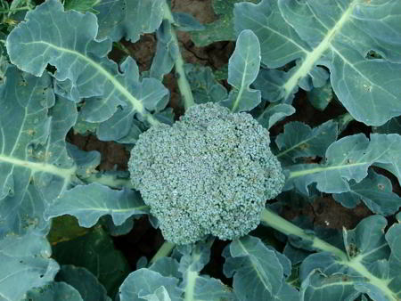 Cultivo ecológico: brócoli