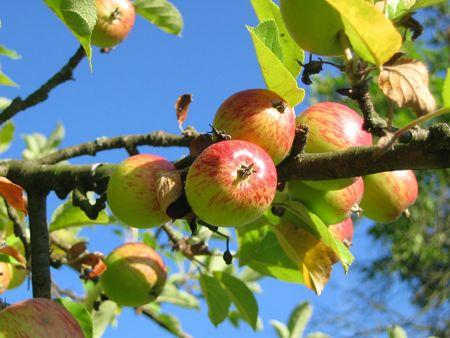 Cultivo ecológico de manzanas