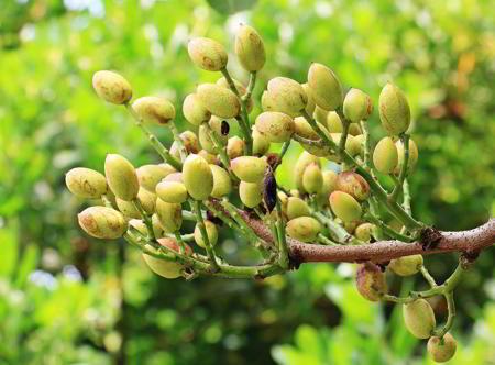 Cultivo ecológico de pistachos
